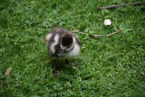 heel schattig baby eendje in een met gras begroeide heuvel foto