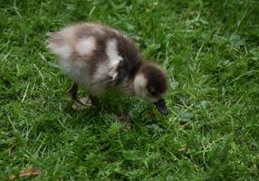 heel lief baby eendje met zijn snavel naar beneden foto