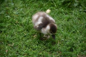 waggelend baby eendje van dichtbij en persoonlijk foto