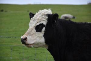 shaggy galloway kalf met een lief profiel foto