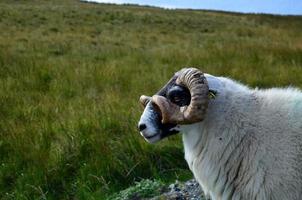 grote gehoornde schapen in een veld in schotland foto