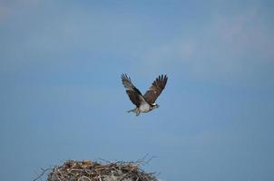 visarend die over een nest vliegt foto