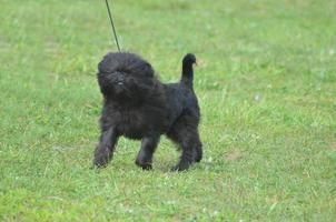 schattige zwarte affenpinscher hond foto