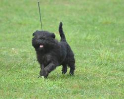 lachende zwarte affenpinscher hond foto