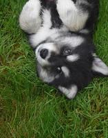 Alusky puppy met lief gezicht die op zijn rug in het gras ligt foto