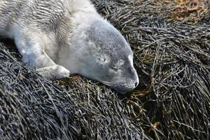 Gewone zeehond pup met pluizige grijze vacht slapen op zeewier foto