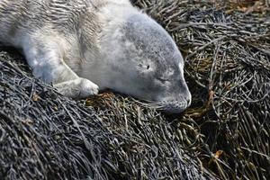 sjofele pluizige grijze baby-zeehond op zeewier foto