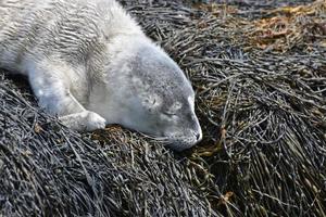 grijze zeehondenpup slaapt op een bos zeewier foto
