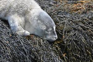 schattig zeehondenpup gezicht slapen op zeewier in Maine foto