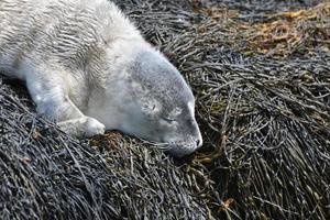 gezicht van een slapende zeehondenpup op zeewier in casco bay foto