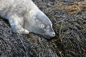 schattige grijze zeehond slapend op een bedje van zeewier foto