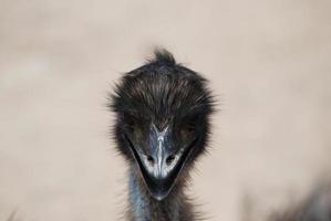 schattig gezicht van een emoe met zwarte veren foto