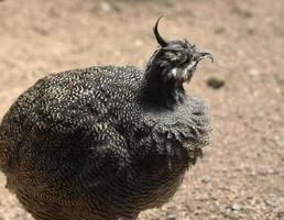 close-up kijken naar een tinamou-vogel met een droog landschap foto