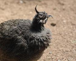 van dichtbij kijken naar een elegante kuiftinamou foto