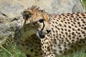 grommende cheetah kat met zijn mond open foto