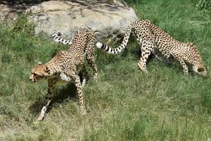 paar cheeta's die op een warme dag in een grasveld sluipen foto