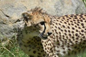 geweldige cheetah met het haar in zijn nek omhoog foto