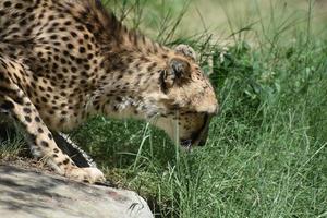 sluipende cheetah neerkijkend op een rots foto