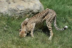 dunne cheetah met zijn gezicht begraven in het gras foto