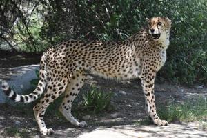 slanke cheetah die op een rots staat en over zijn schouder kijkt foto