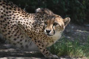 geweldige gehurkte cheetah-kat op een platte rots die waakzaam is foto