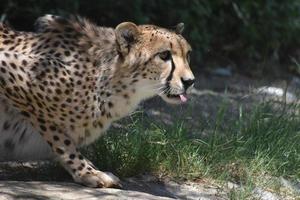 cheetah met zijn tong die net uitsteekt foto