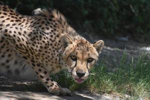 cheeta steekt zijn tong uit terwijl hij hurkt foto