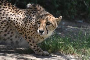 vermoeide gehurkte cheeta op een platte rots foto