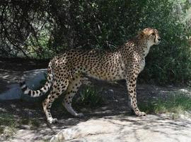 mooie cheetah in stilte klaar voor een run foto