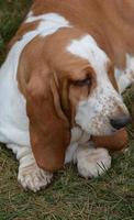 bruine en witte bassethond foto