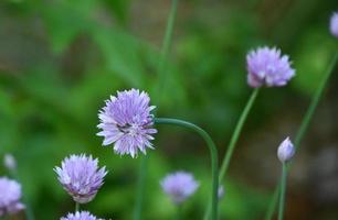 bloeiende paarse bieslook bloeiend in een lentetuin foto