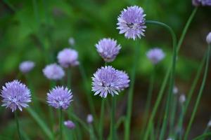 zeer mooie bloeiende paarse bieslook in een tuin foto