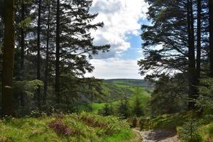 rotsachtig pad kronkelend door de bossen in engeland foto