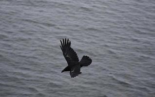 prachtige zwarte kraai tijdens de vlucht met zijn vleugels uitgestrekt in engeland foto
