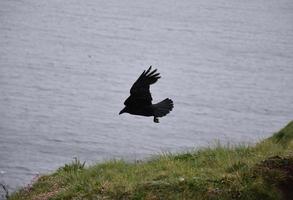 zwarte kraaien met zijn vleugels opgevouwen tijdens de vlucht foto