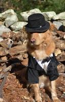 hond die een dwaas kostuumkostuum draagt op halloween foto