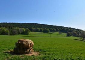 grasveld omzoomd door bomen en een voederplaats foto