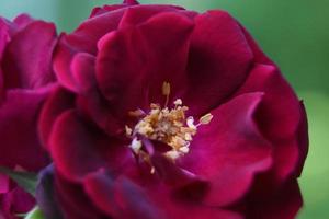 geweldige close-up van een rode rozenbloesem foto