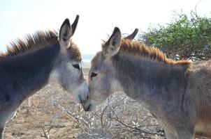 een blik op romantische ezels die knuffelen op aruba foto