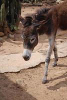 bruine wilde ezel die door aruba loopt foto