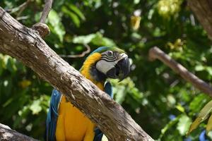 schitterende kleurrijke blauwe en gele ara in een boom foto