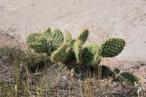 peddelcactus groeit wild in de woestijn foto