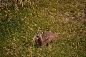 dikhoornschapen rusten in gras dat lang is foto