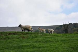 schapenfamilie met een ooi aan de leiding foto