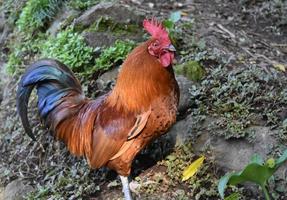 prachtige bruine haan die in het wild ronddoolt foto