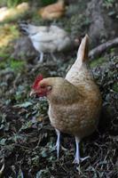 rood gekroonde lichtbruine kip dwaalt rond foto