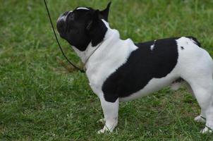 franse bulldog die rustig aan de lijn staat foto