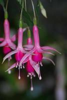 mooie roze bloeiende fuchsia bloemen foto