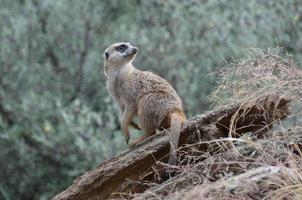 fantastische blik op een stokstaartje in het wild foto