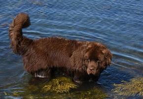 grote bruine hond uit Newfoundland in de oceaan met zeewier foto